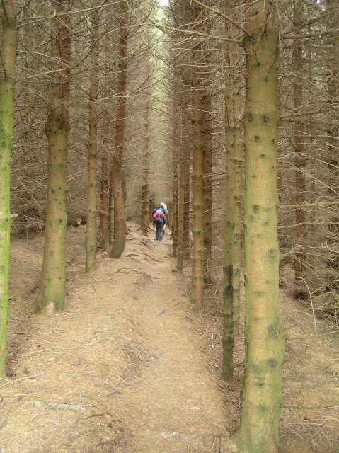 Walking through a small plantation on the St Cuthberts way